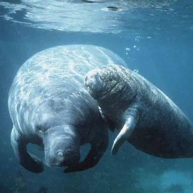 thumbnail for publication: Third Grade Manatee Curriculum—Lesson 6: What Do Animals Need to Survive?